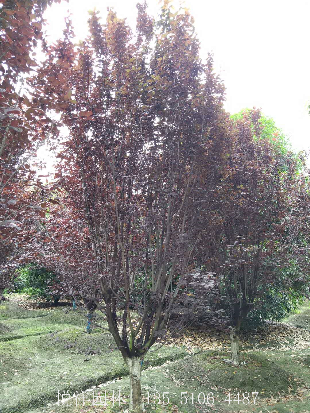 低分支紅葉李11公分