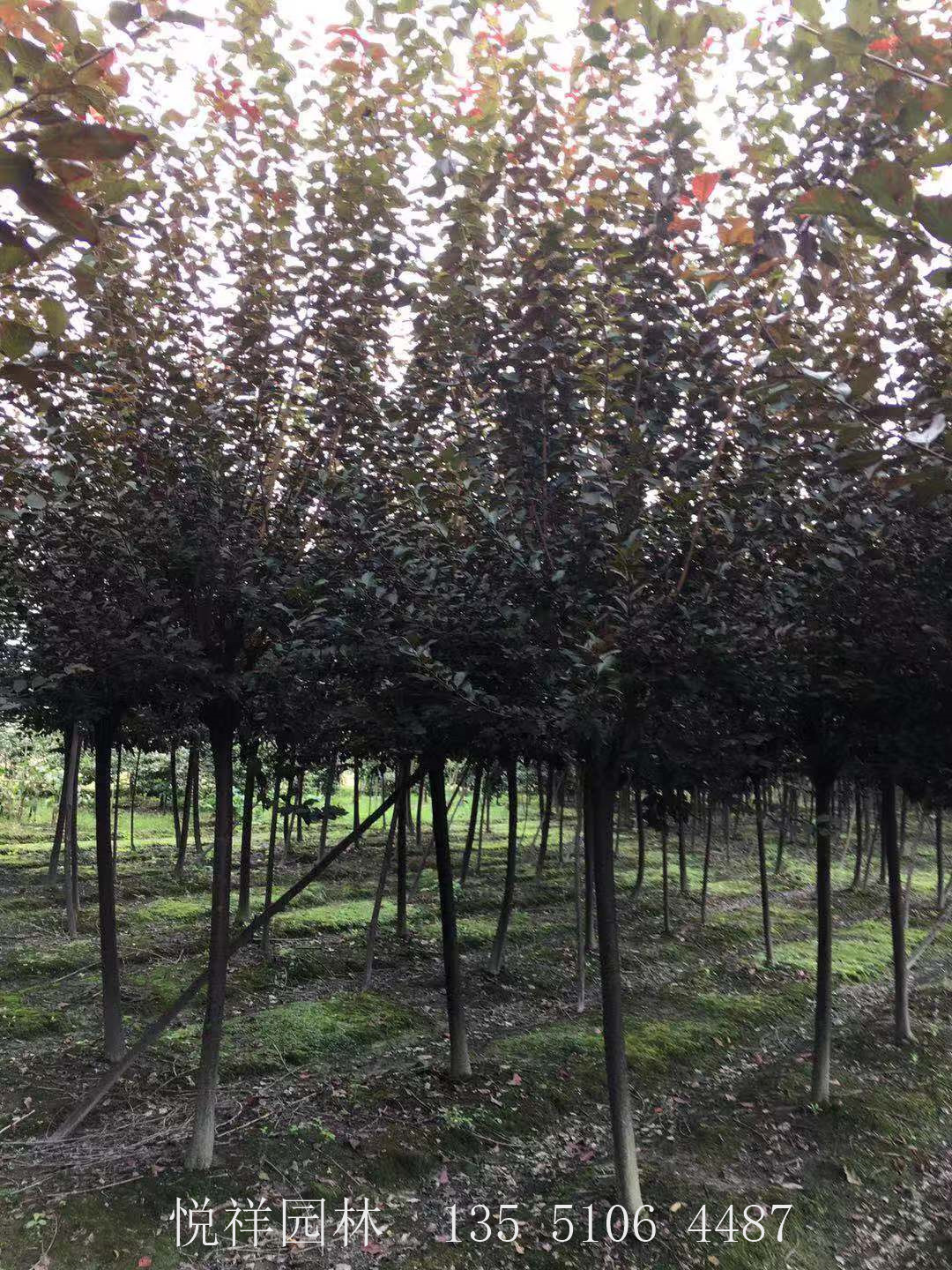 高桿紅葉李5-6公分